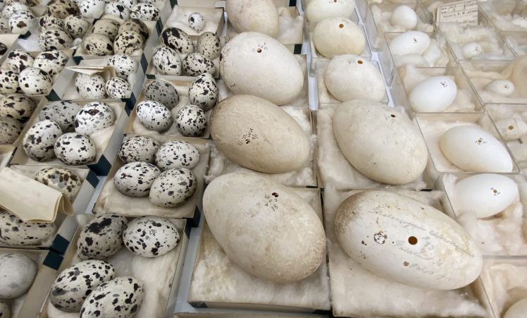 Creating & maintaining natural history collections: how &&nbsp;why?