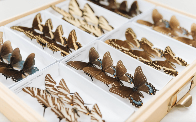 Welcome Smithsonian Leadership for Change&nbsp;Interns!